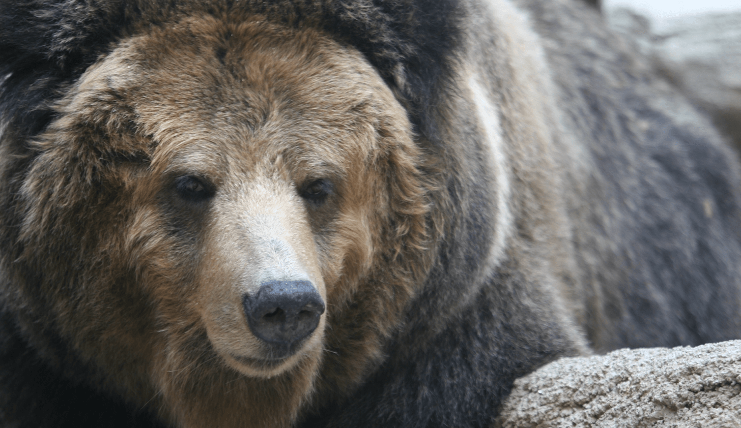 冬眠中のクマはトイレに行きたくなったらどうしている Gurilog